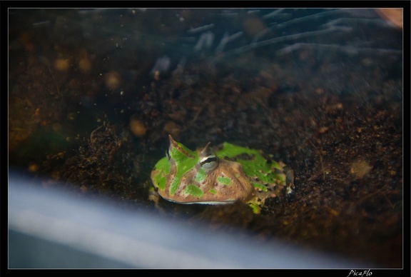 Zoo de Vincennes 095