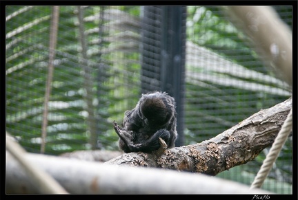 Zoo de Vincennes 096