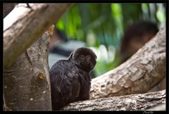 Zoo de Vincennes 097