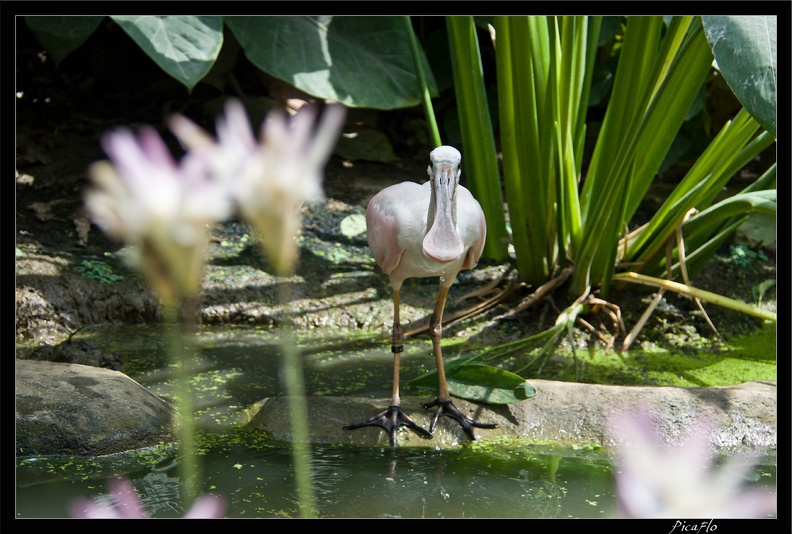 Zoo de Vincennes 100