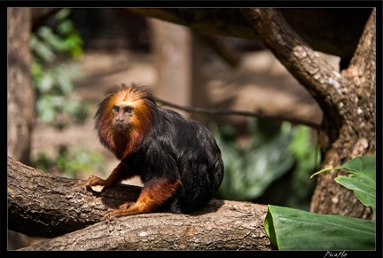 Zoo de Vincennes 103