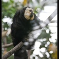 Zoo de Vincennes 109