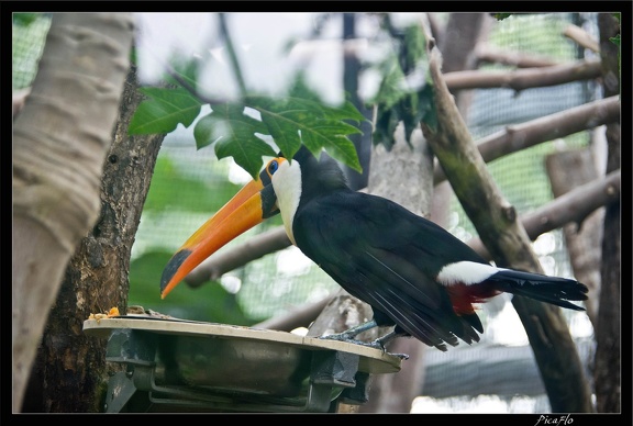 Zoo de Vincennes 111