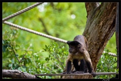 Zoo de Vincennes 112