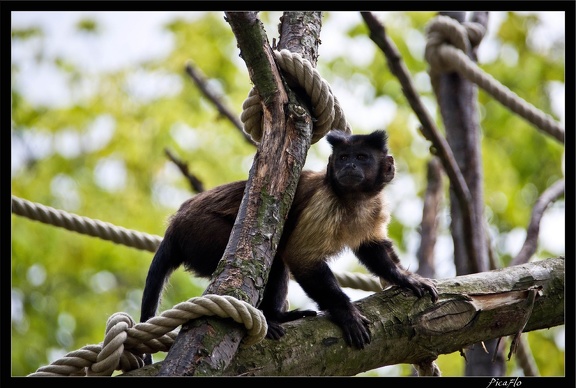 Zoo de Vincennes 114