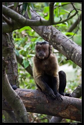 Zoo de Vincennes 116