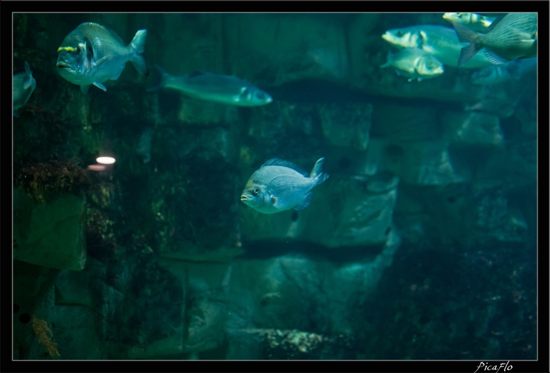 La_Rochelle_Aquarium_073.jpg