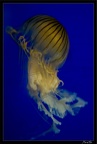 La Rochelle Aquarium 080