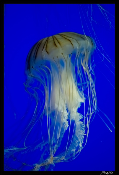 La Rochelle Aquarium 087