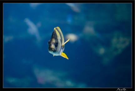 La Rochelle Aquarium 090