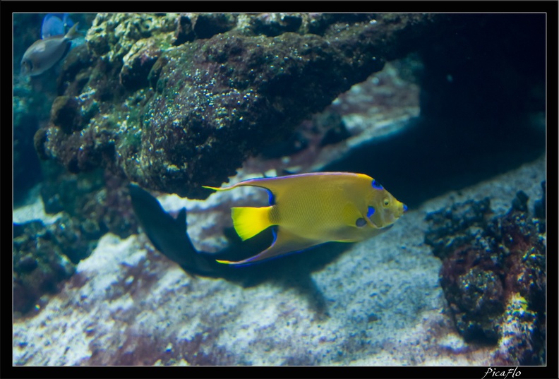 La Rochelle Aquarium 092