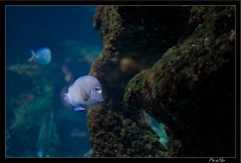 La_Rochelle_Aquarium_093.jpg