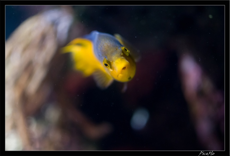 La Rochelle Aquarium 098