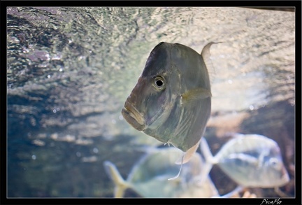 La Rochelle Aquarium 100