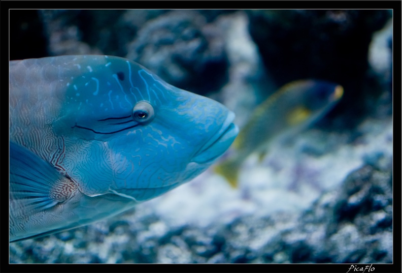 La Rochelle Aquarium 105