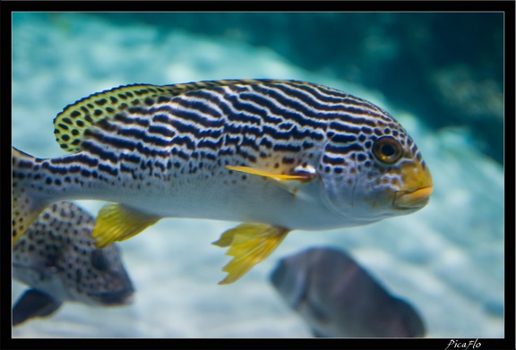 La Rochelle Aquarium 110