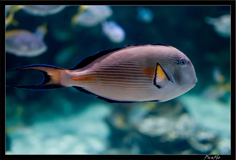 La Rochelle Aquarium 111