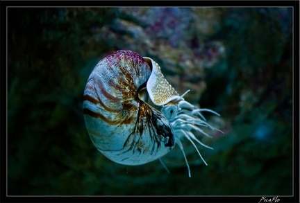 La Rochelle Aquarium 113