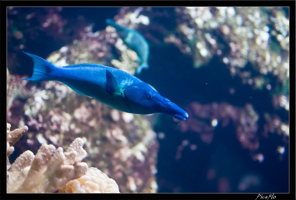 La Rochelle Aquarium 116