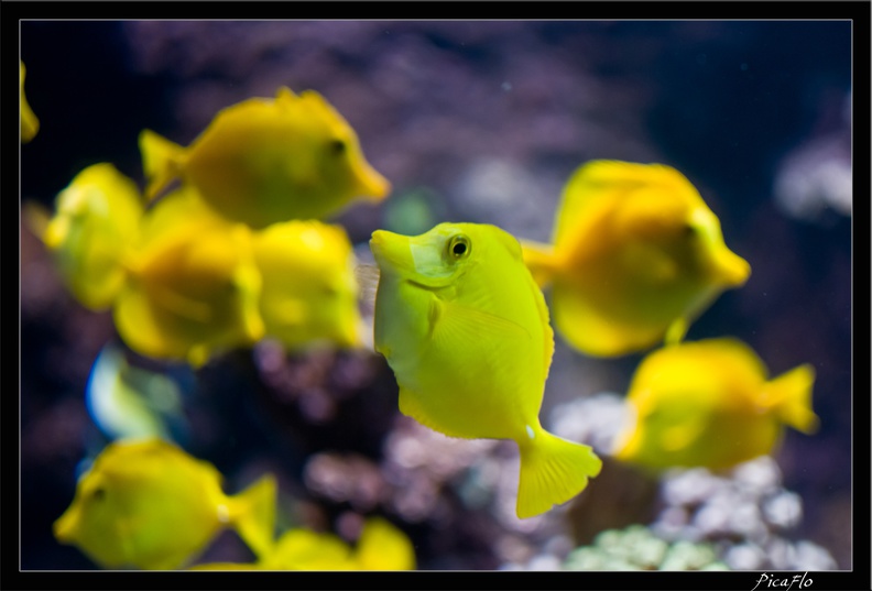 La Rochelle Aquarium 127