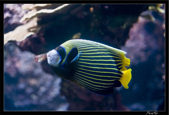 La Rochelle Aquarium 128