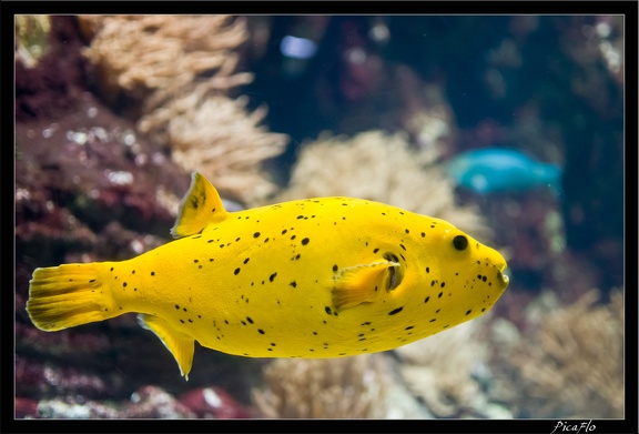 La Rochelle Aquarium 133