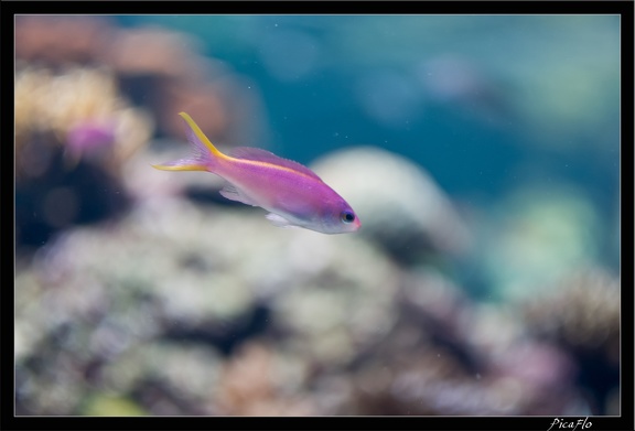 La Rochelle Aquarium 136