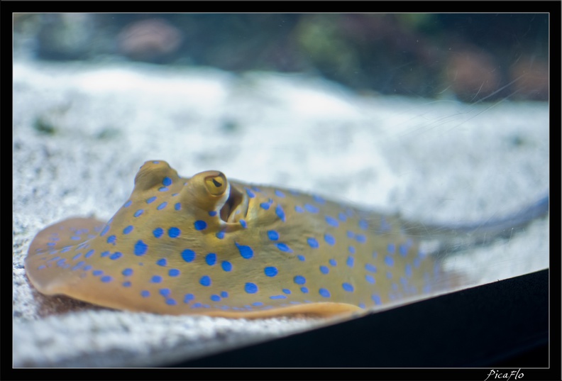 La_Rochelle_Aquarium_140.jpg