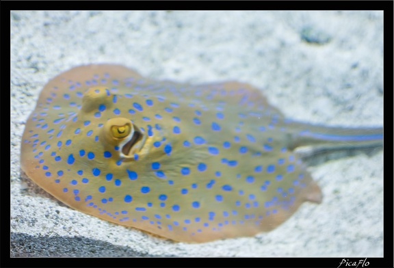 La Rochelle Aquarium 141