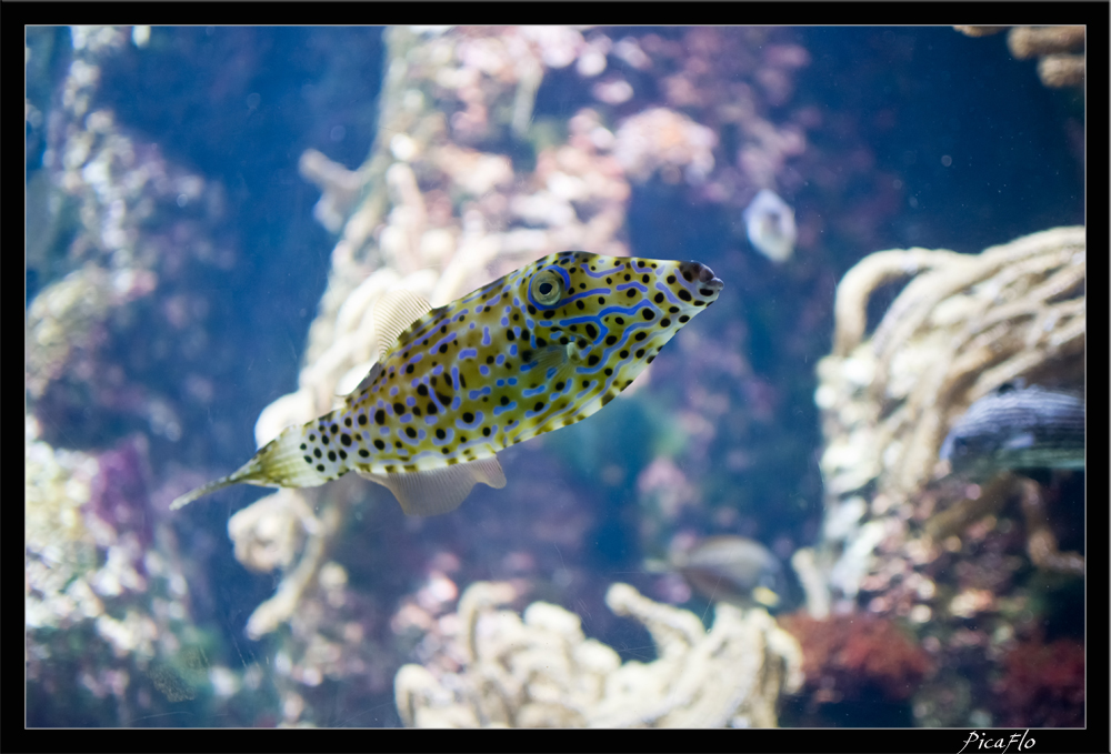 La Rochelle Aquarium 097