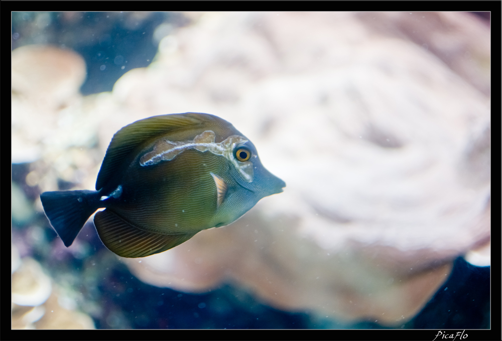 La Rochelle Aquarium 120