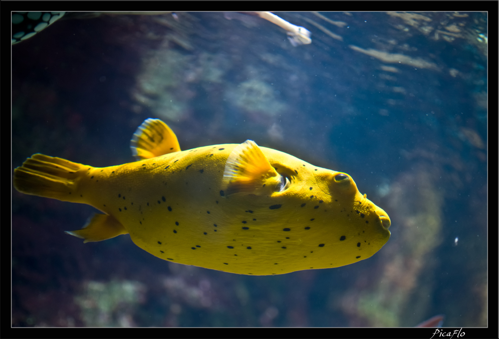 La Rochelle Aquarium 131