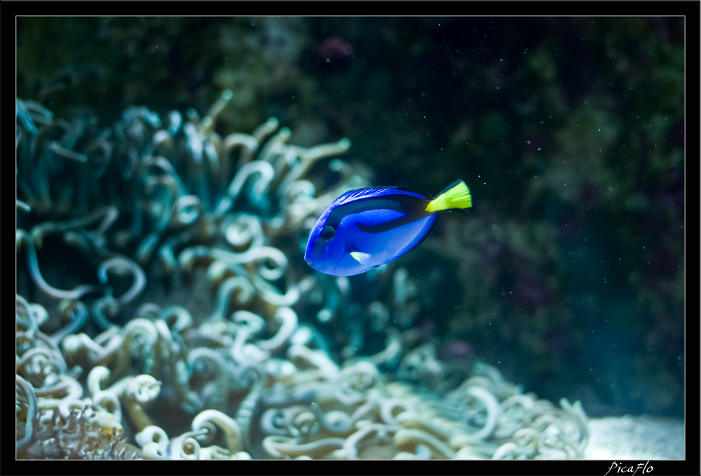 La Rochelle Aquarium 150