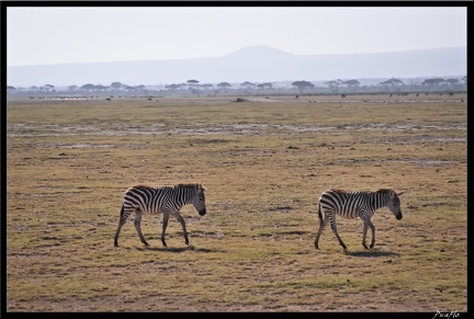 Kenya 04 Amboseli 061