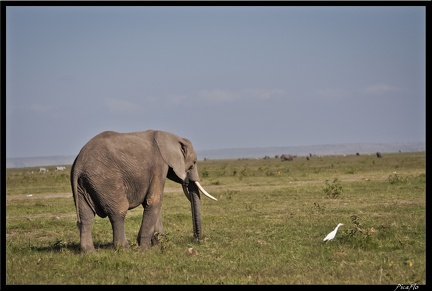 Kenya 04 Amboseli 070