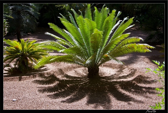 Marrakech jardins Majorelle 03