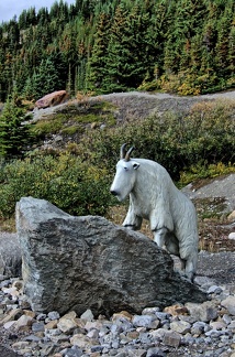 Canada 11 Glacier Athabasca 21