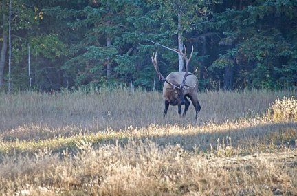 Canada 21 Elks 01