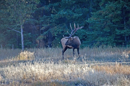 Canada 21 Elks 06