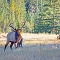 Canada 21 Elks 17