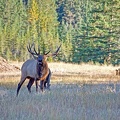 Canada 21 Elks 19