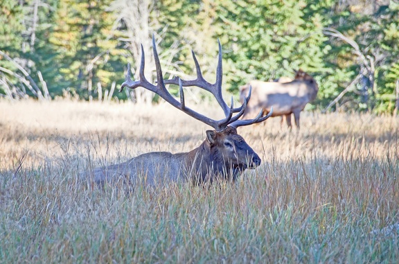 Canada 21 Elks 31