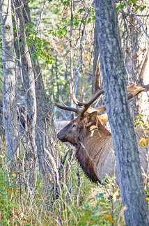 Canada 21 Elks 47
