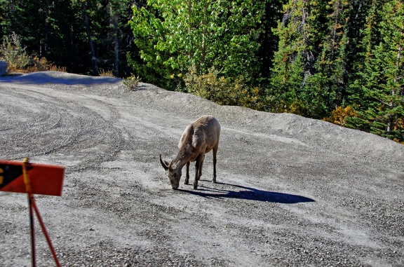 Canada 22 Icefields Parkway 09