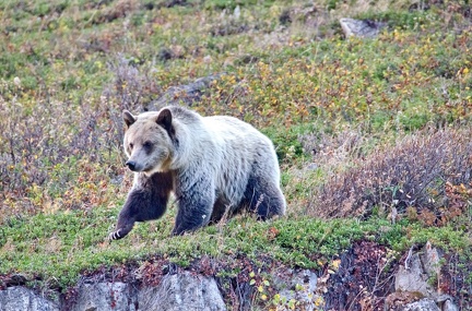 Canada 40 Grizzli Many Glacier 10