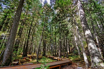 Canada 44 Trail of the cedars 05