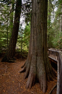 Canada 44 Trail of the cedars 11