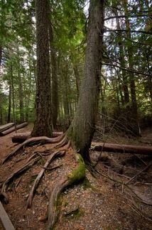 Canada 44 Trail of the cedars 12